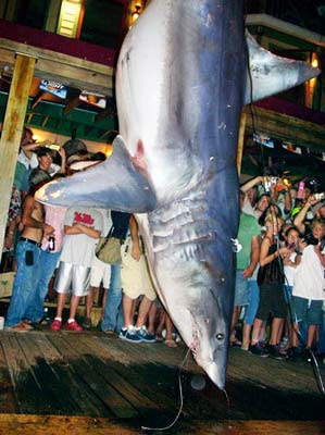 Shark Saturdays Destin Fishing Rodeo
