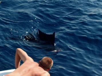 man leaning over boat to see fish in ocean