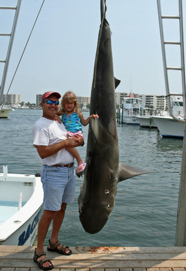 shark caught in Destin 