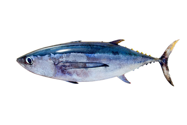 Albacore