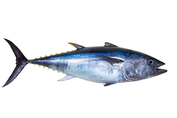 Bluefin Tuna