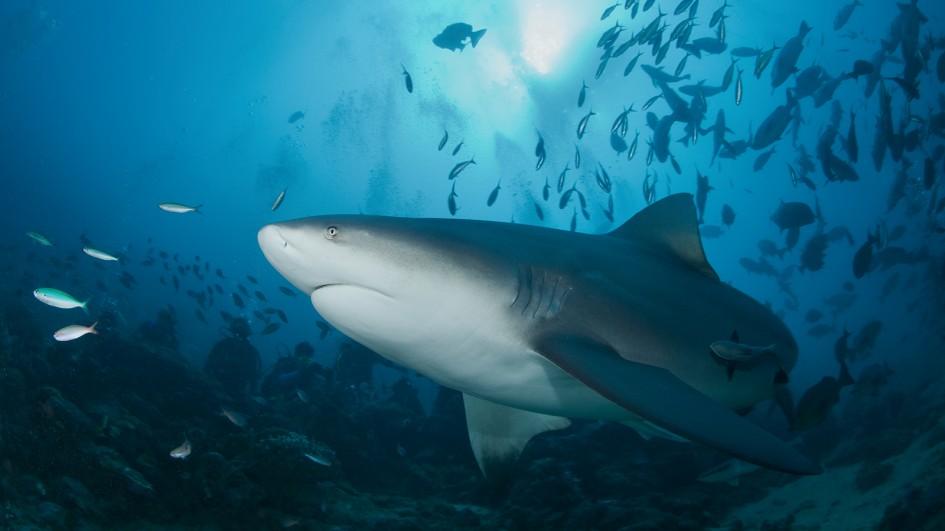 bull-shark-swimming-ocean-floor1.jpg.adapt.945.1