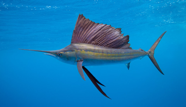 Sailfish