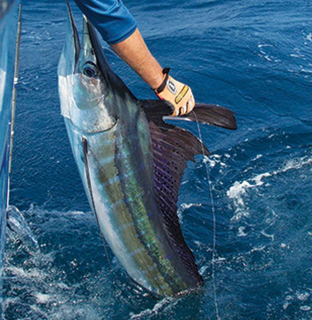 White Marlin