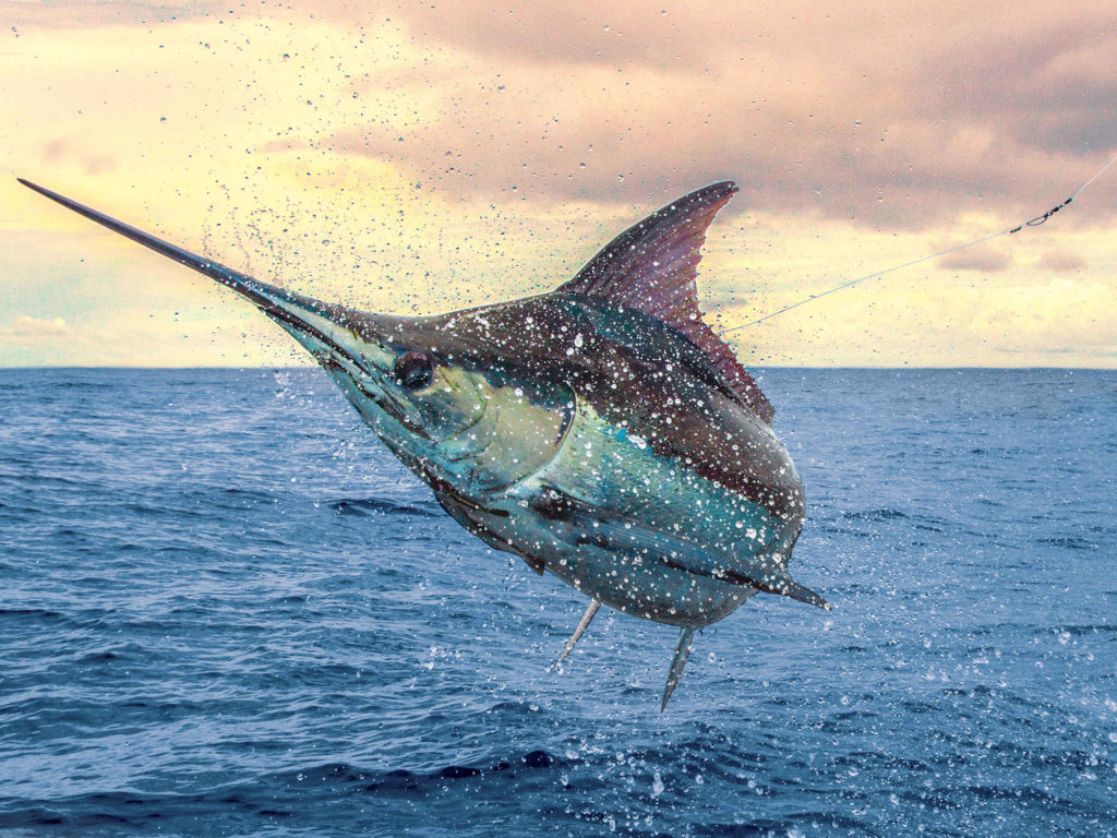 marlin fish