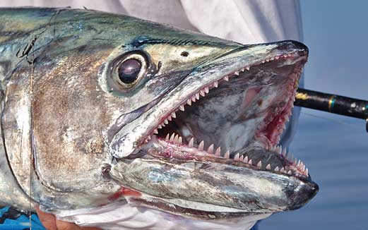 King Mackerel Teeth