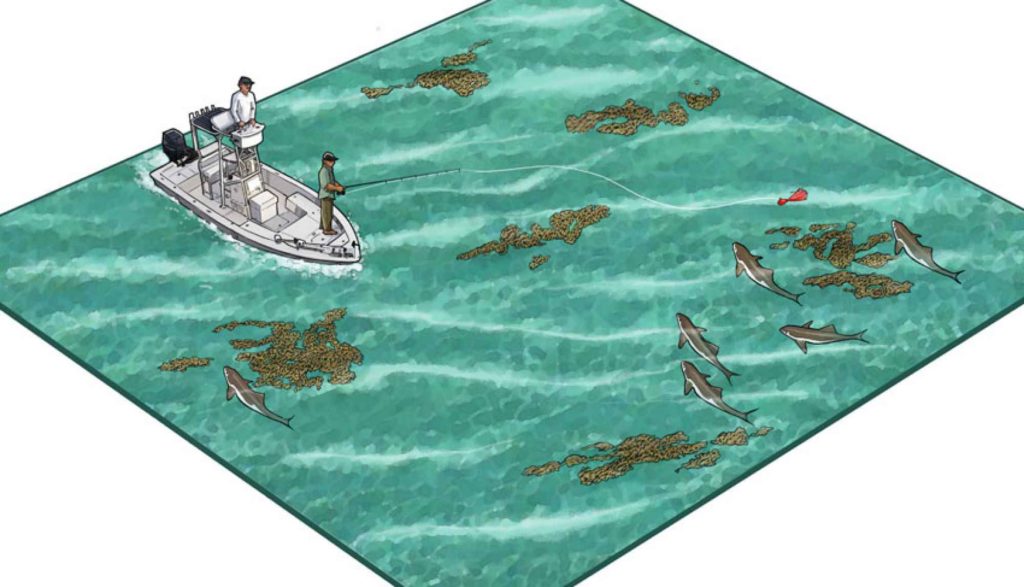 Sight Casting for Cobia