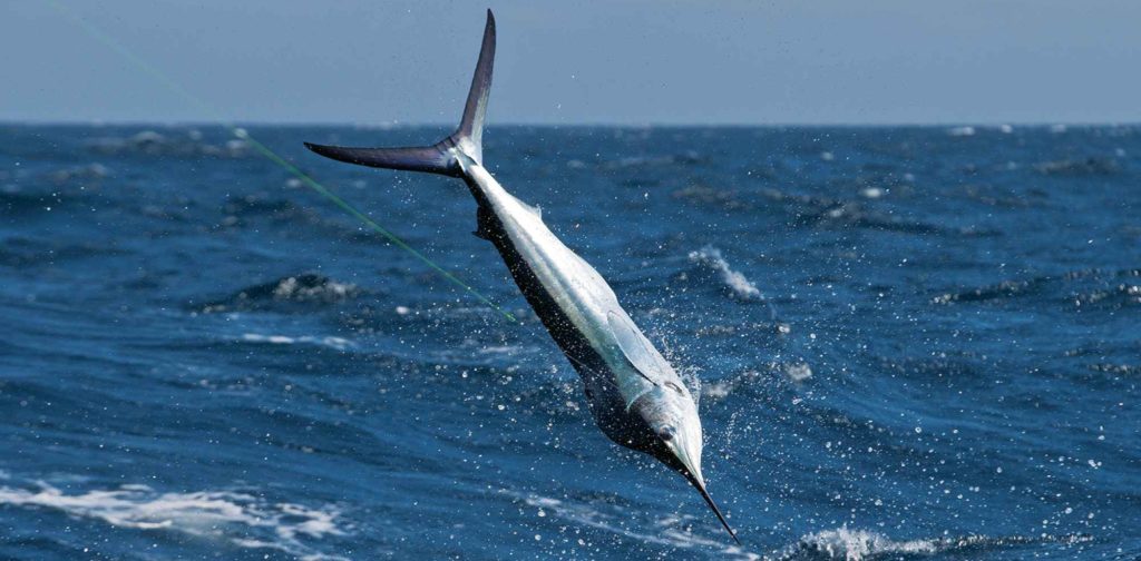 white marlin hooked by fisherman in ocean
